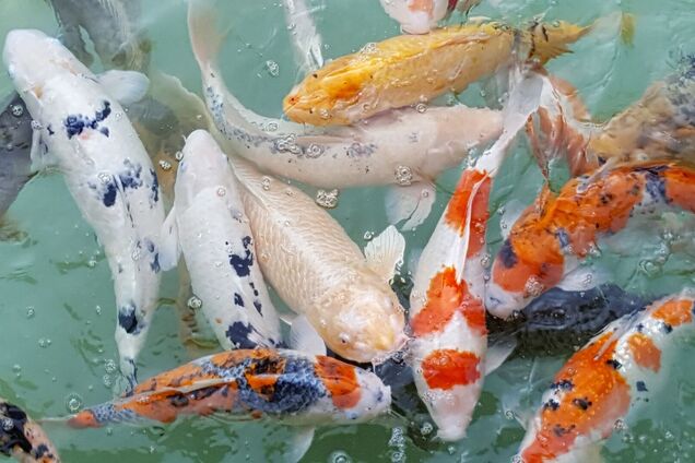 8 июня: праздник, приметы на Карпа Карполова и именинники