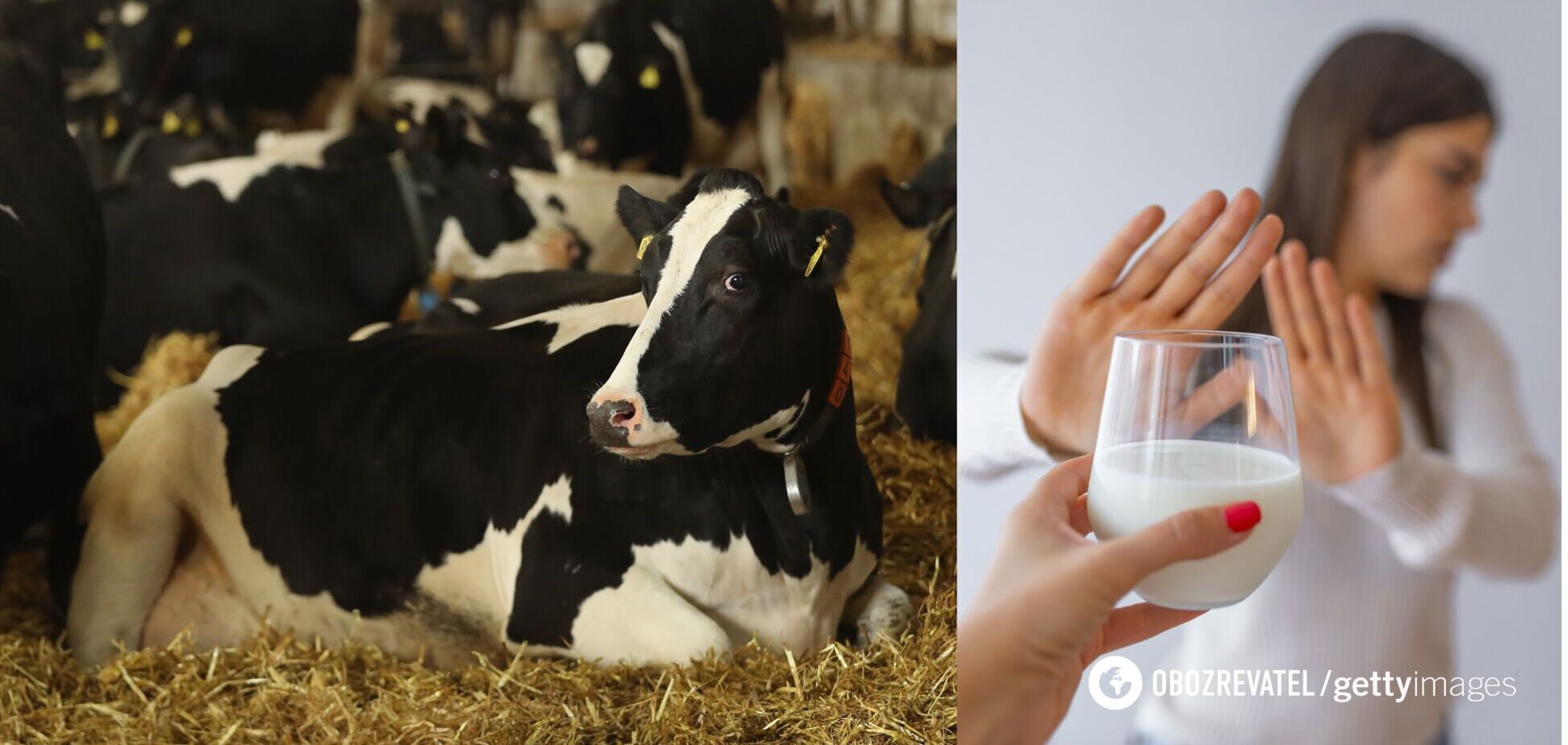 Ученые выяснили, почему некоторые люди не воспринимают молока: дело не в лактозе