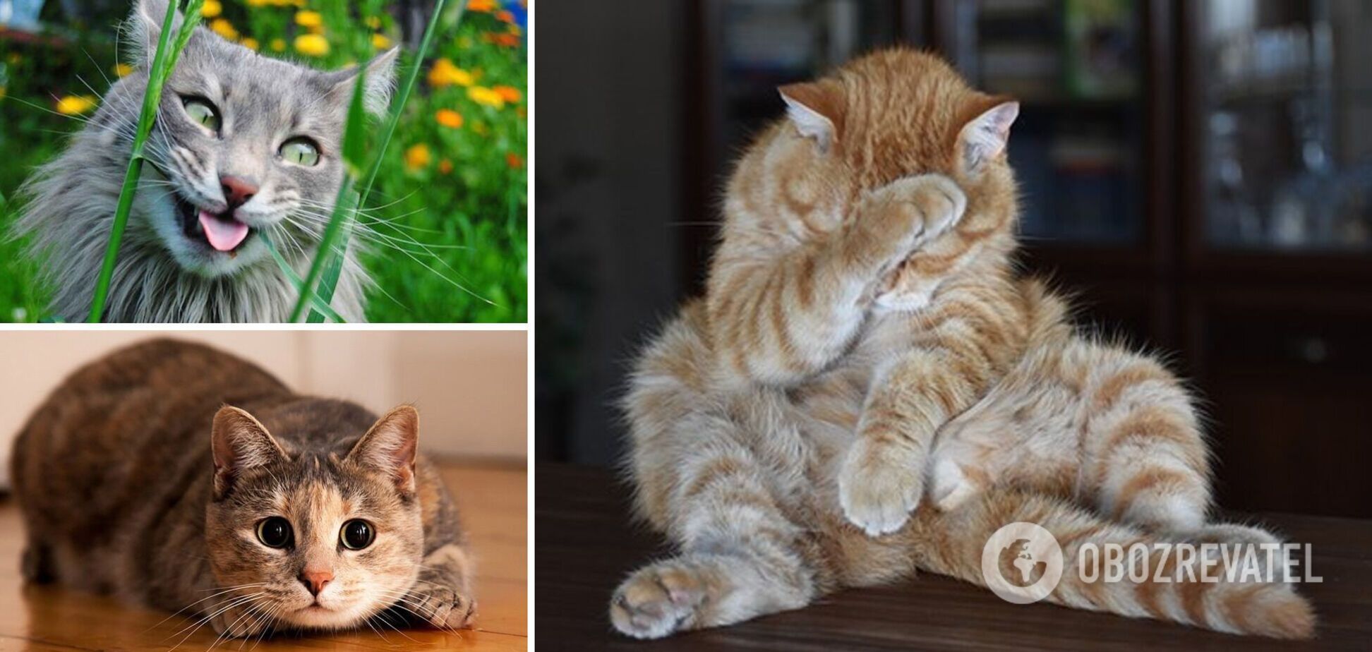Котики насмішили господарів