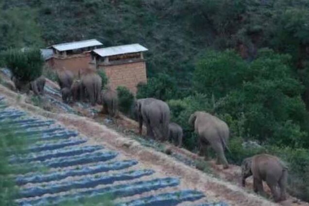 В Китае путешествует стадо слонов – куда идут неизвестно