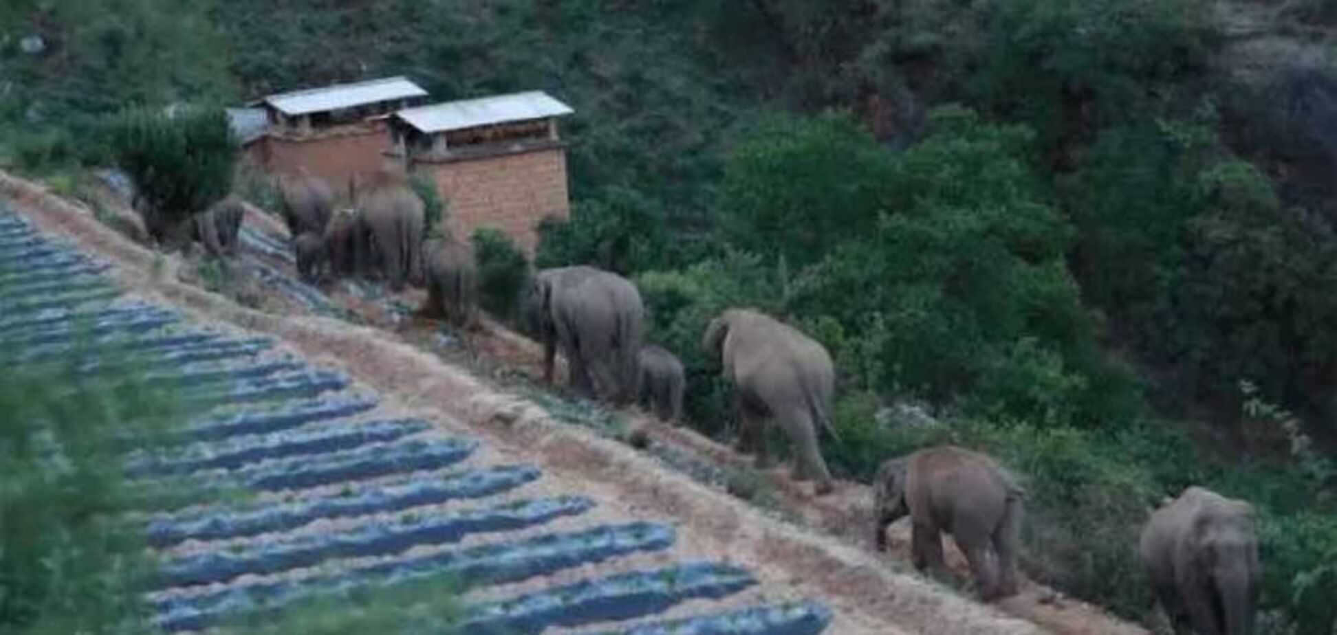 В Китае путешествует стадо слонов – куда идут неизвестно