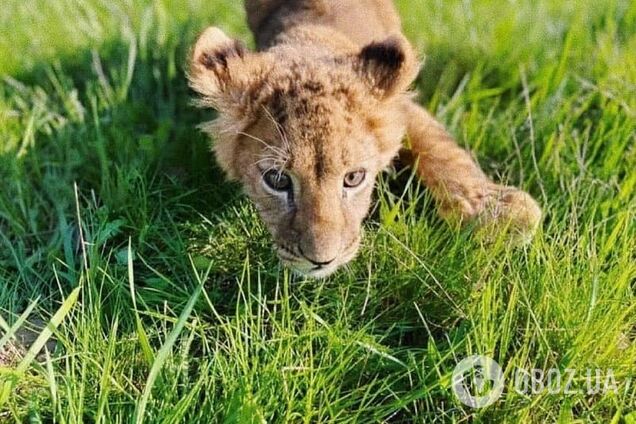 В Киеве трое львят получили серьезные травмы в контактном зоопарке