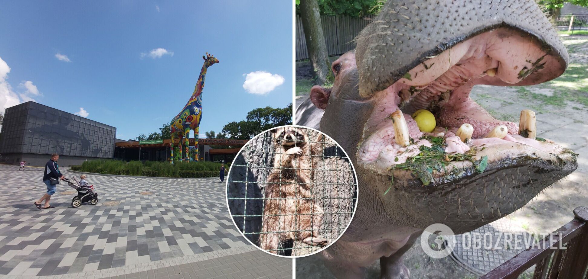 Дитинча лемура виховують працівники, а слон чекає на подругу: що змінилося в Київському зоопарку