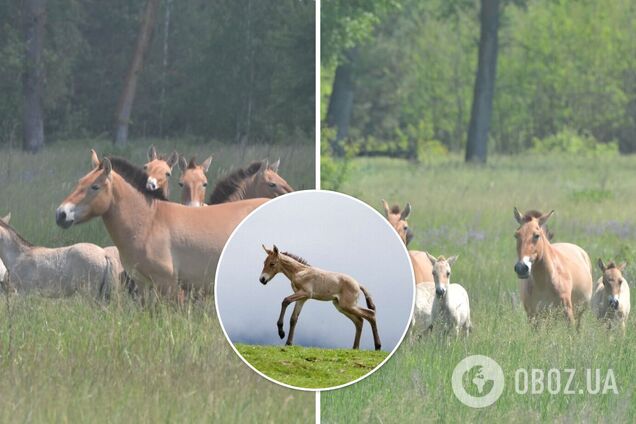 В Чернобыле исчезающие лошади Пржевальского родили потомство. Фото молодых жеребят