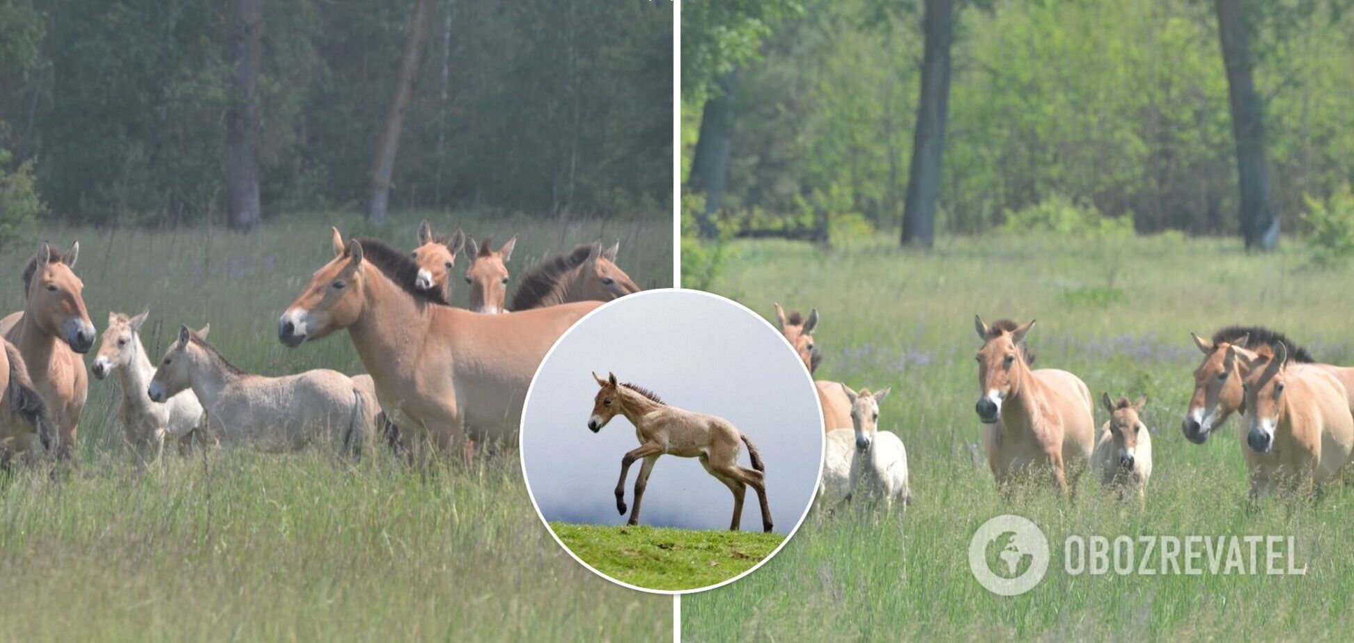 В Чернобыле исчезающие лошади Пржевальского родили потомство. Фото молодых жеребят