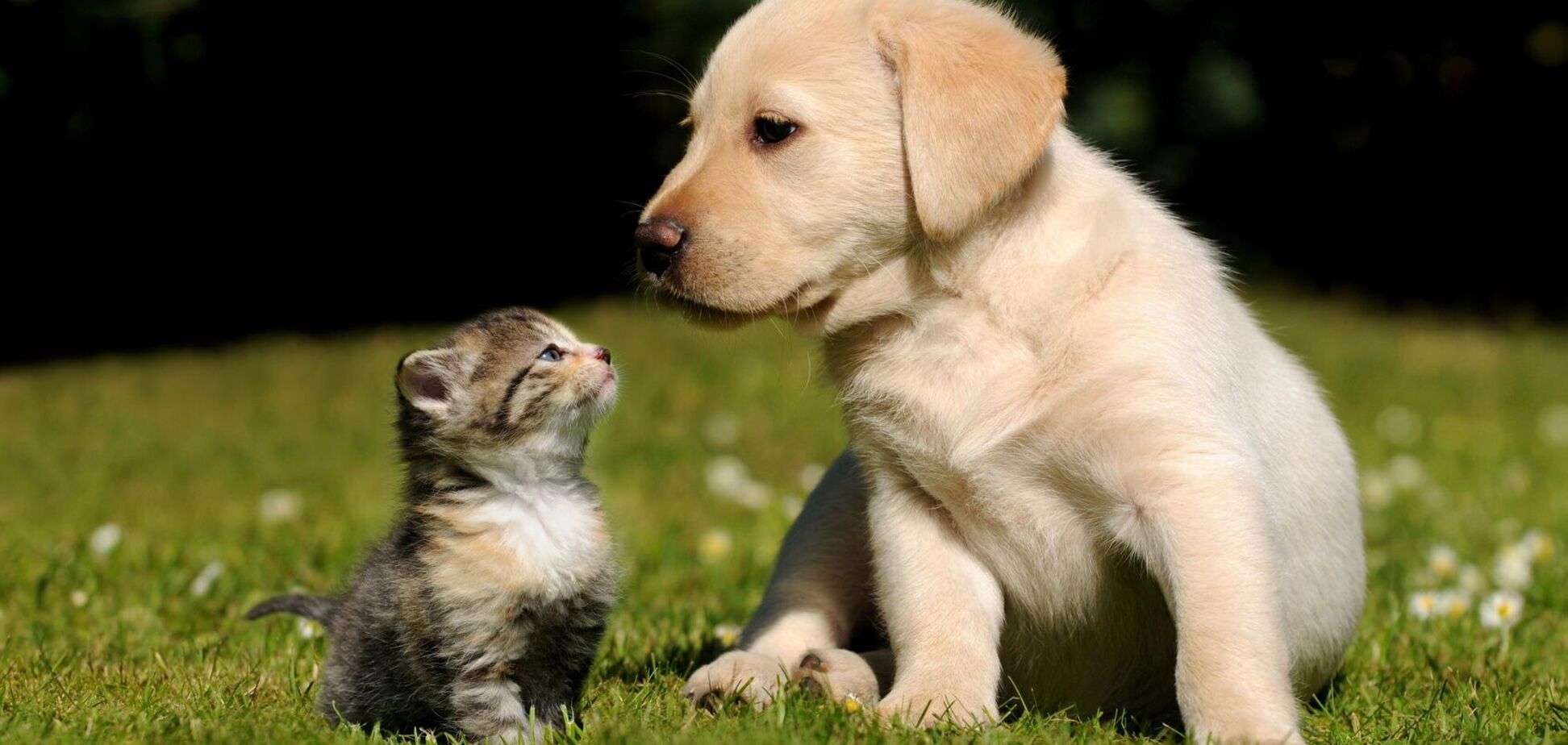 Комплекс для тварин з'явиться на вулиці Автопаркова