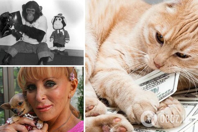 Коты, собачки и шимпанзе стали богачами