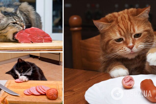 Нахабству цих котів немає меж