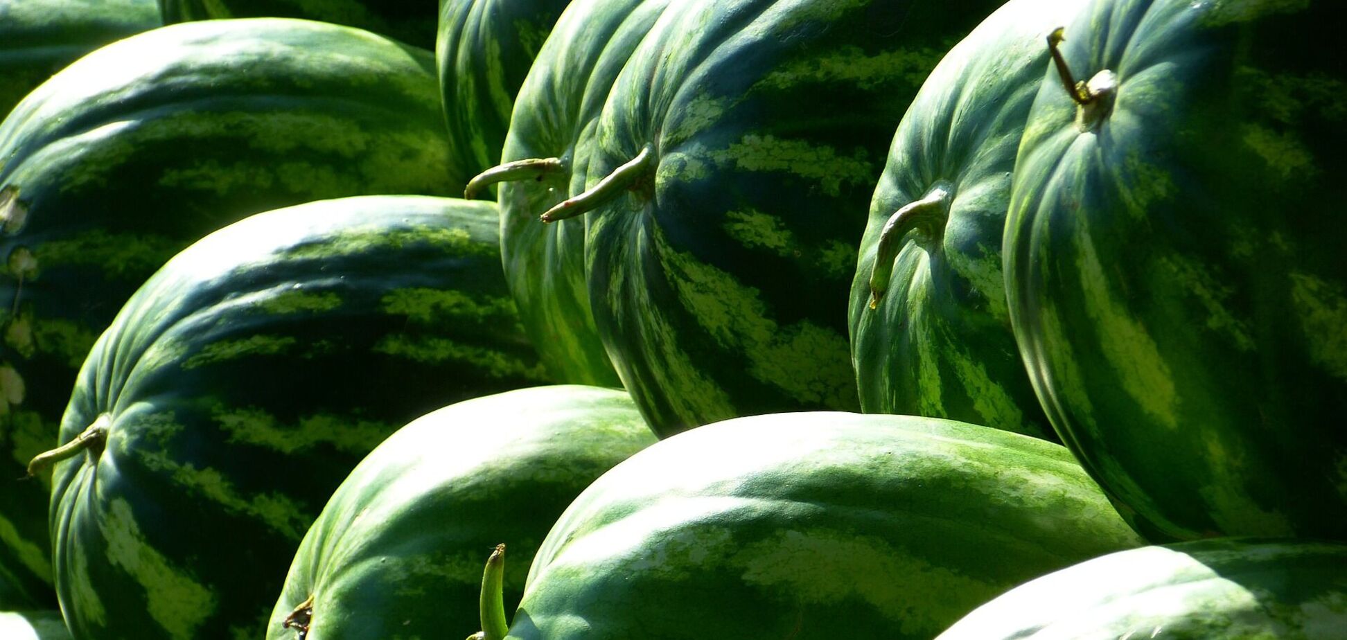 В Украине в продаже появились первые арбузы: как выбрать безопасную ягоду