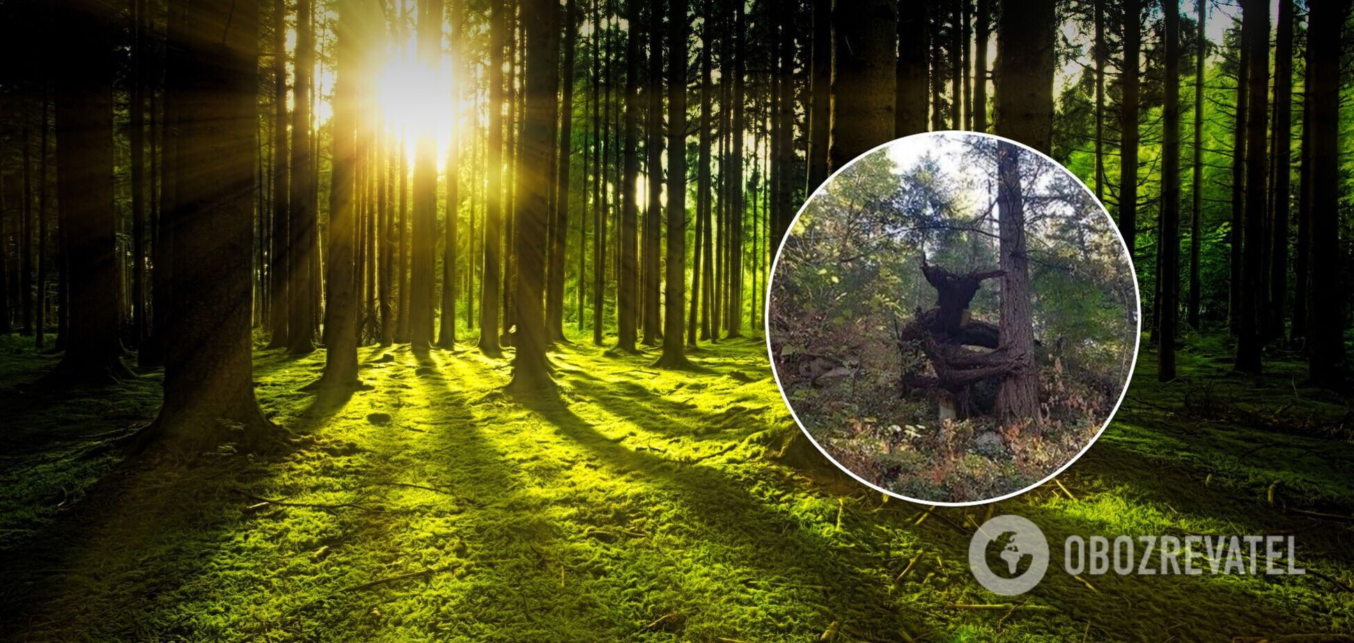 Користувачі назвали дерево 'моторошним'