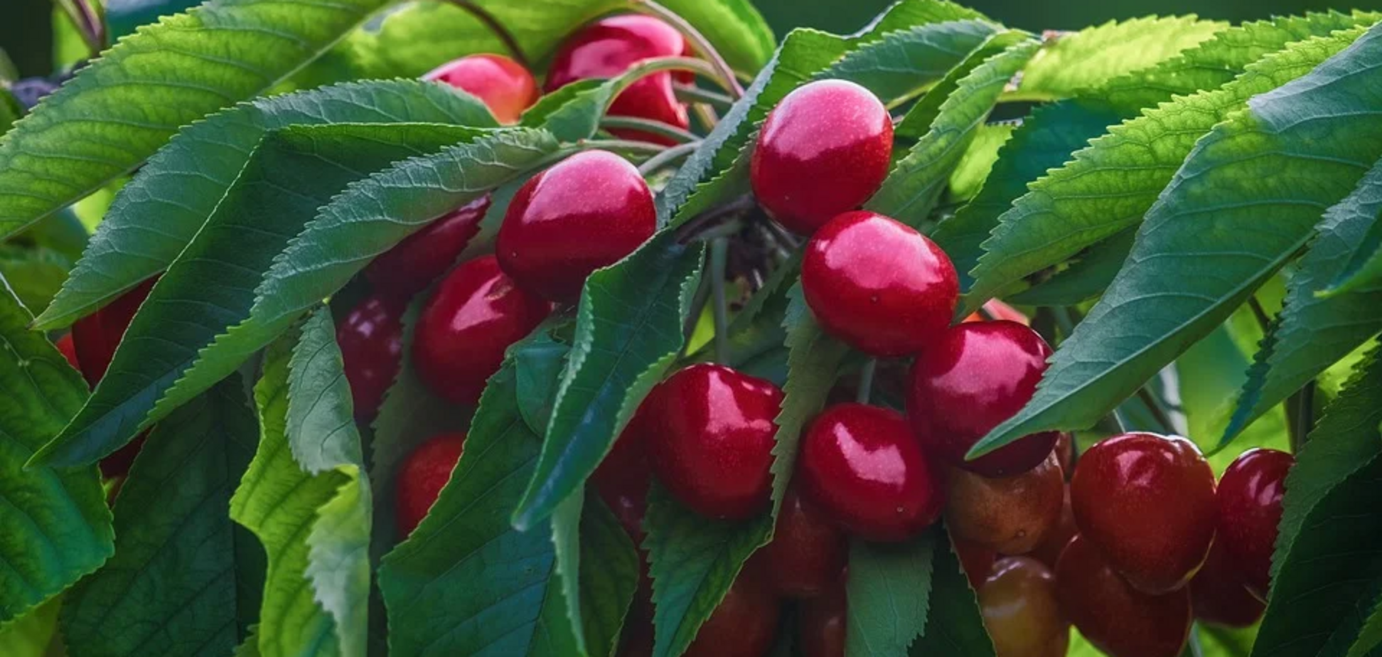 На черешню якобы очень низкий спрос