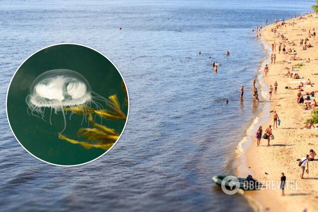 В Днепре заметили медузу