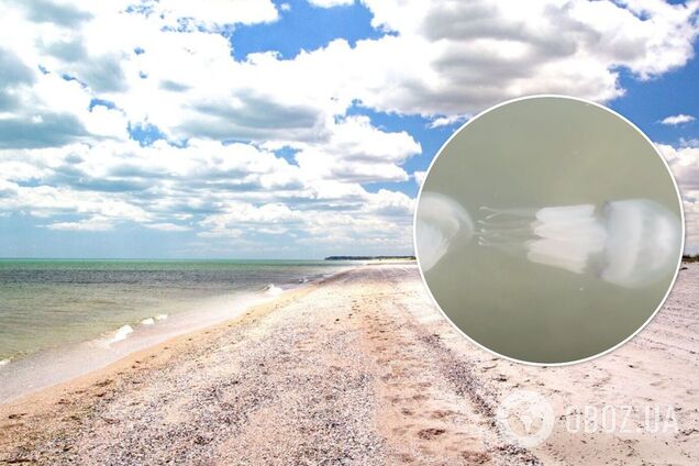 Море превратилось в 'кашу' из медуз, в воду не зайти: свежие видео из Бердянска