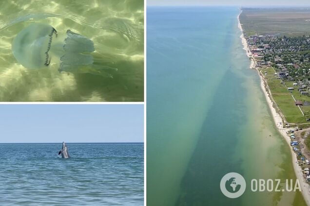 Туристов развлекают дельфины, но люди не купаются в море из-за гигантских медуз