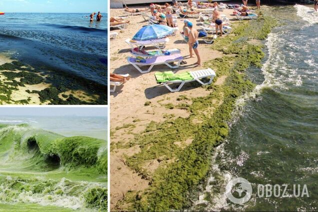В Одессе море позеленело из-зи водорослей