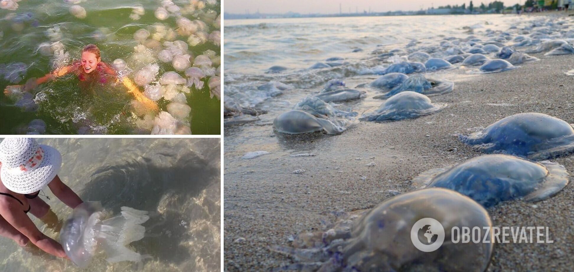Туристы вынуждены купаться рядом с сотнями медуз