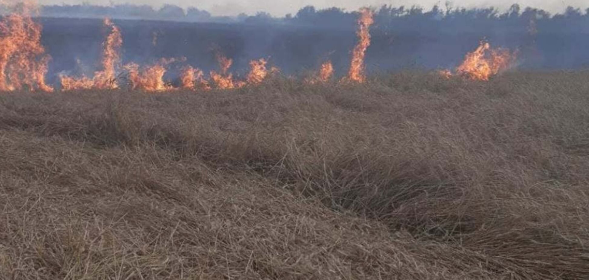 Под Одессой сгорело поле