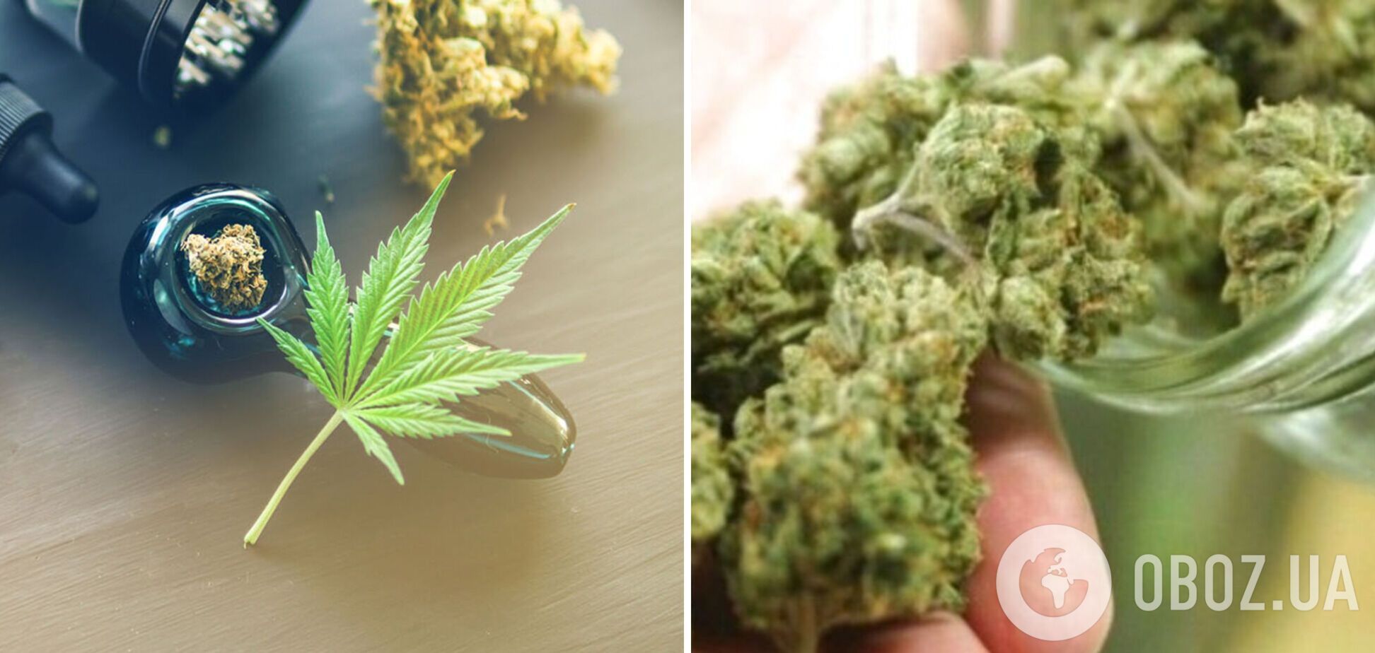 Легалізація медичного канабісу: в чому полягає маніпуляція
