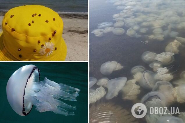 На украинских курортах живут тысячи медуз и божьих коровок