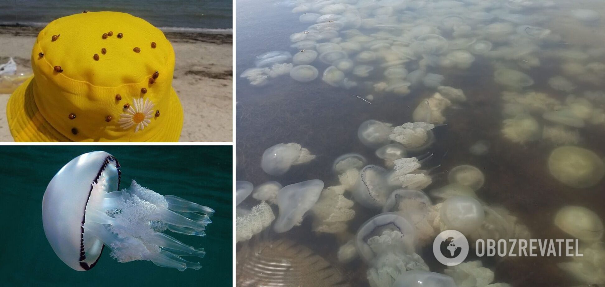 На українських курортах мешкають тисячі медуз і сонечок