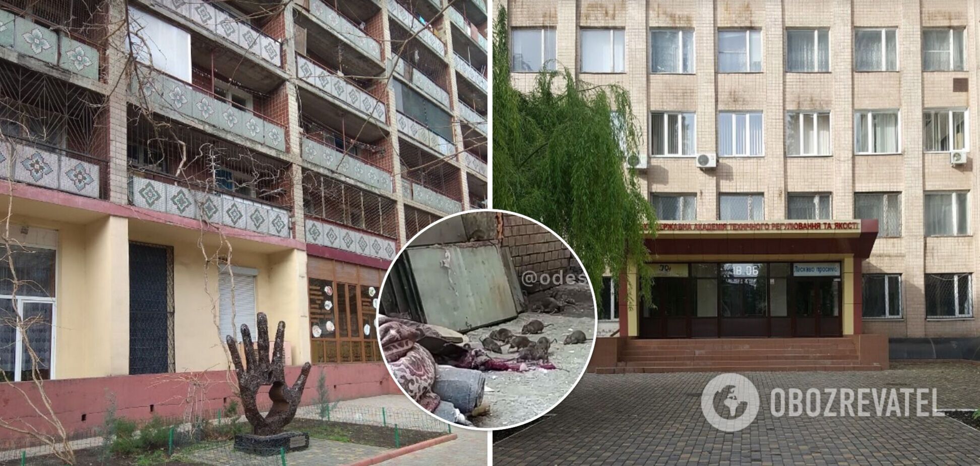 Гуртожиток одеського вишу заполонили щури: бігають серед білого дня і не бояться людей. Відео