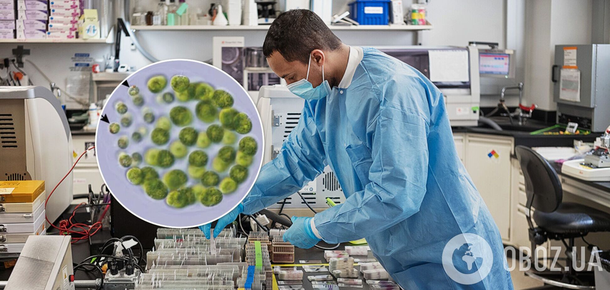 Ученые впервые нашли существо с тремя полами