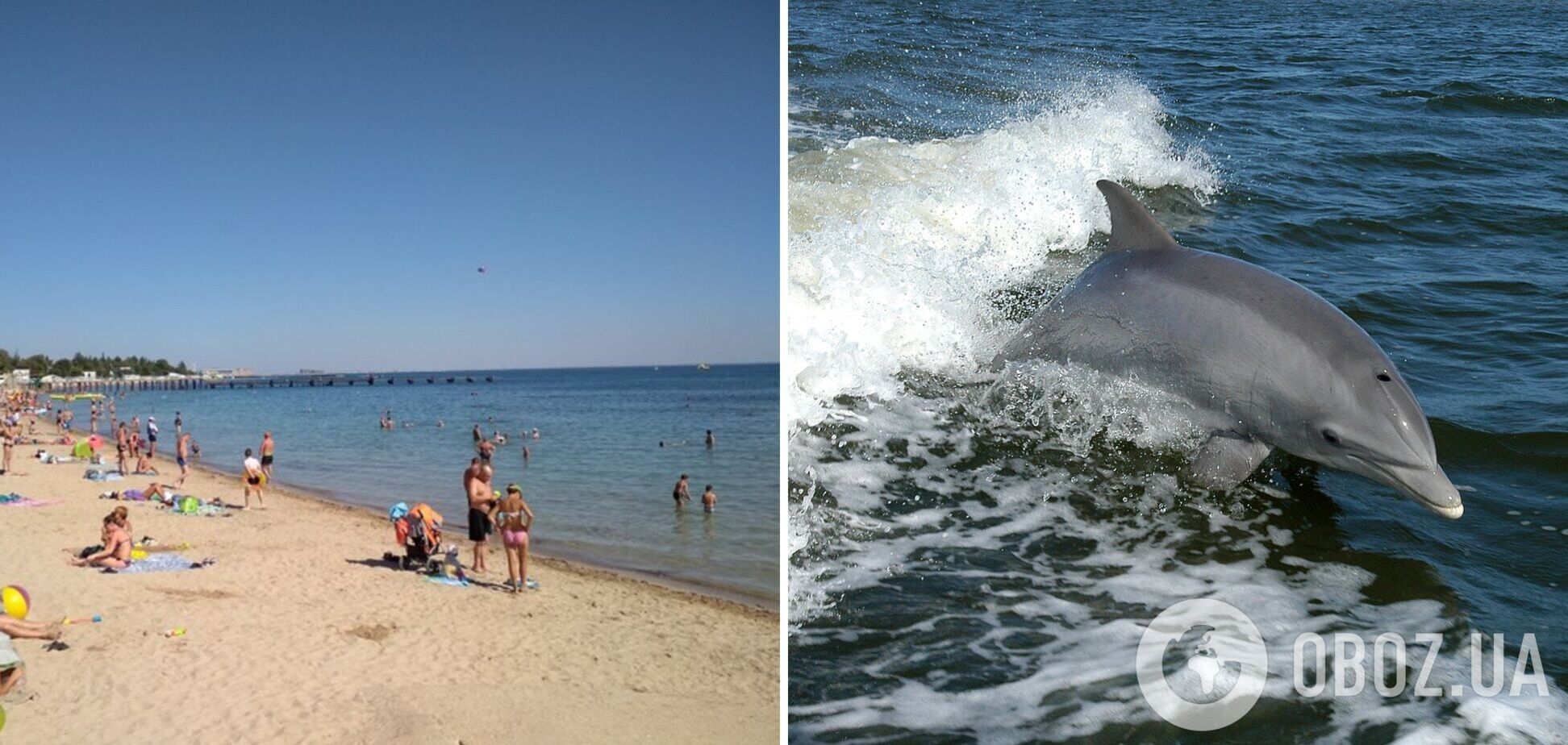 В Одессе дельфины плавали у берега