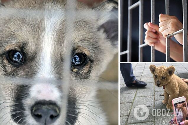 В Украине решили наказывать за издевательства над животными – вплоть до тюрьмы: разбор новых правил