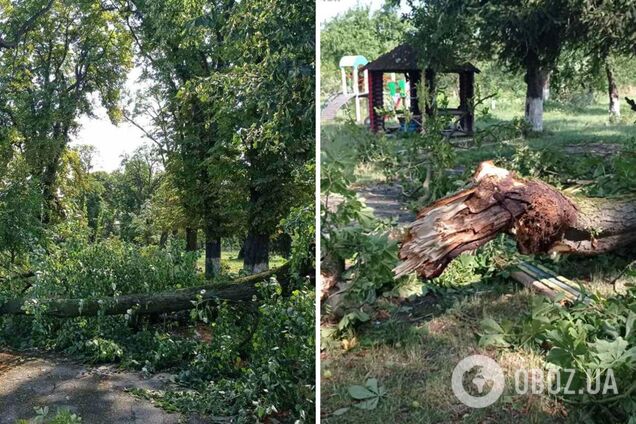 На Закарпатті буревій повалив дерева