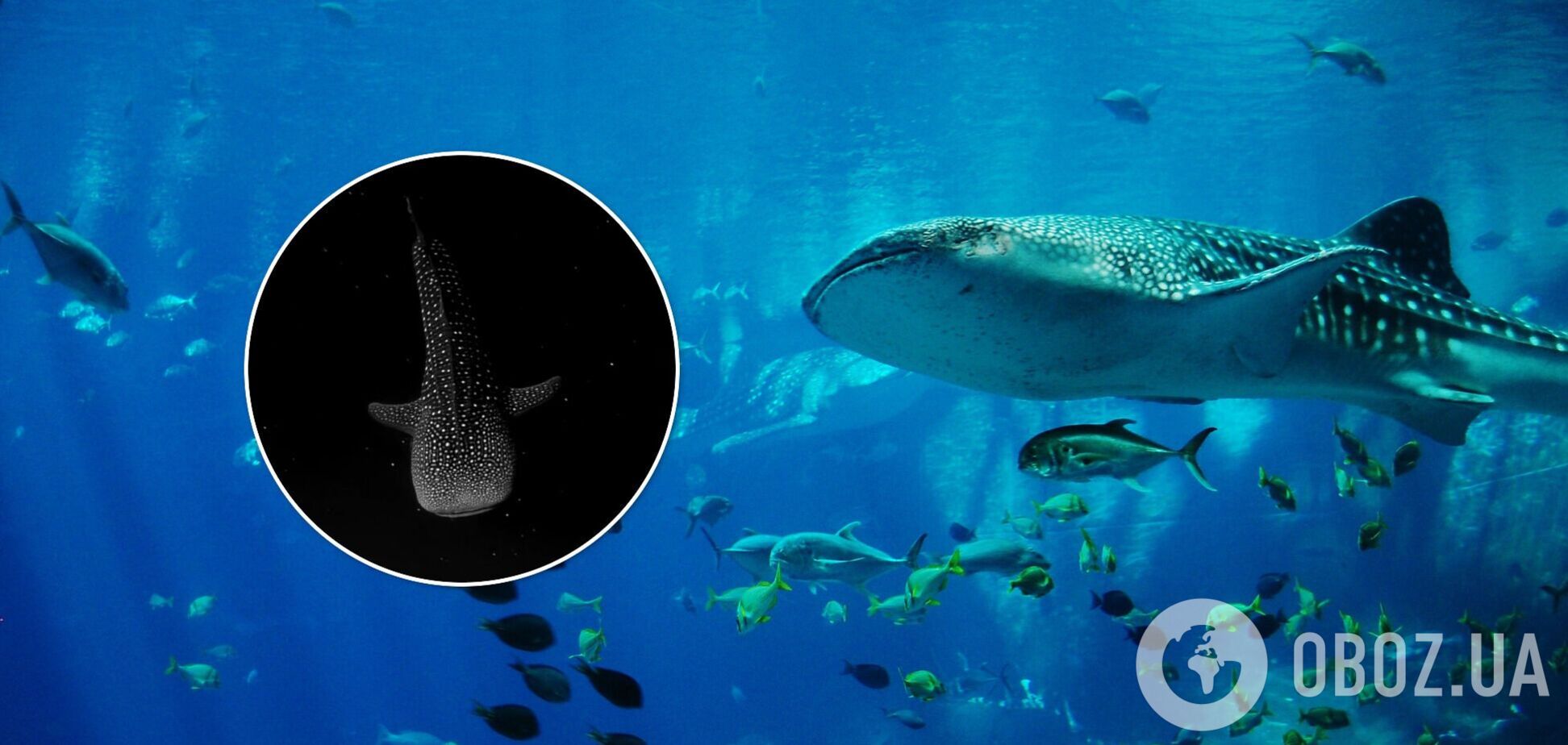 Китовая акула в космосе