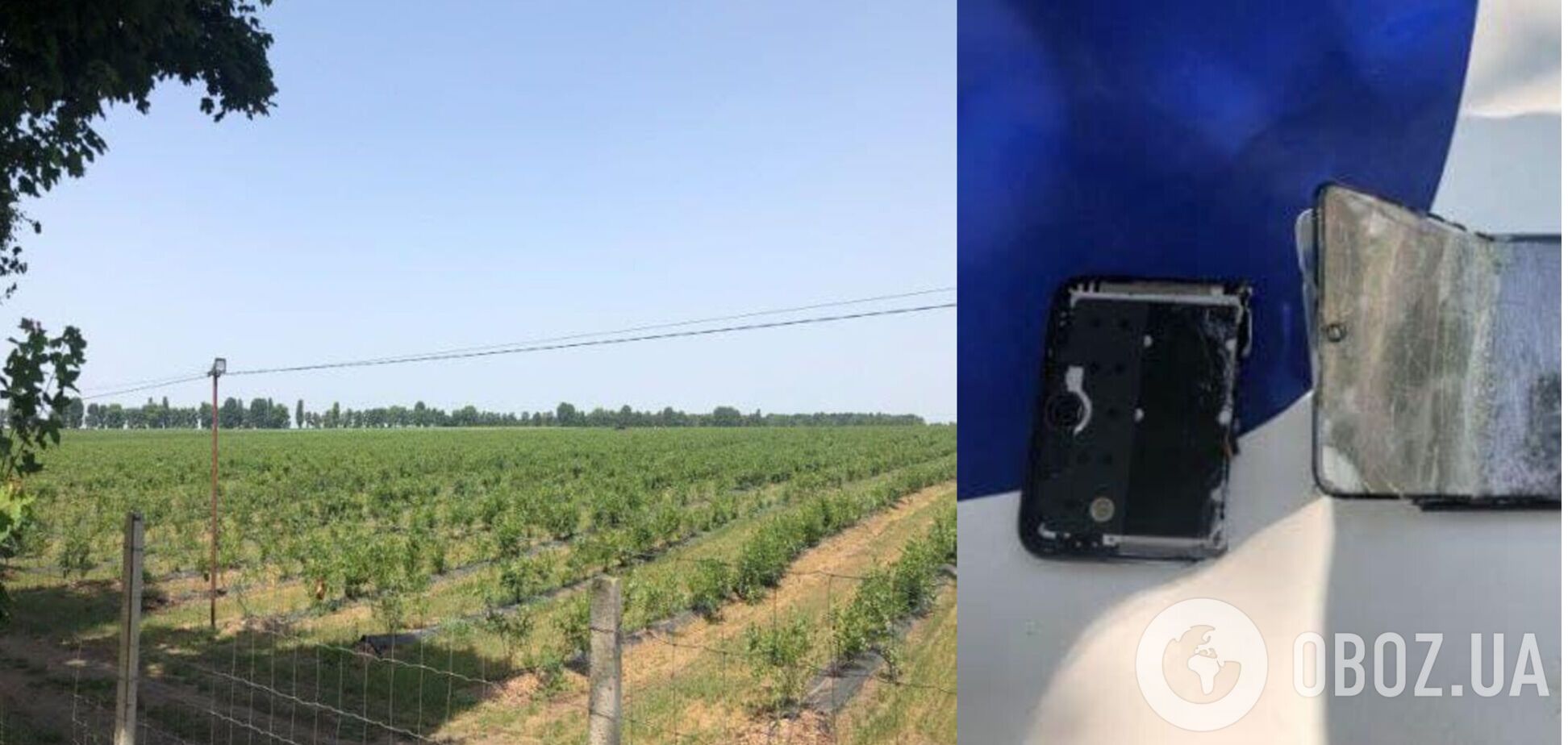 На поле шел сбор голубики