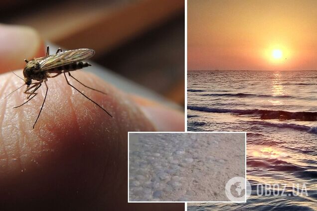 'Полчища' комаров и нашествие медуз: украинцы пожаловались на отдых на Азовском море. Видео