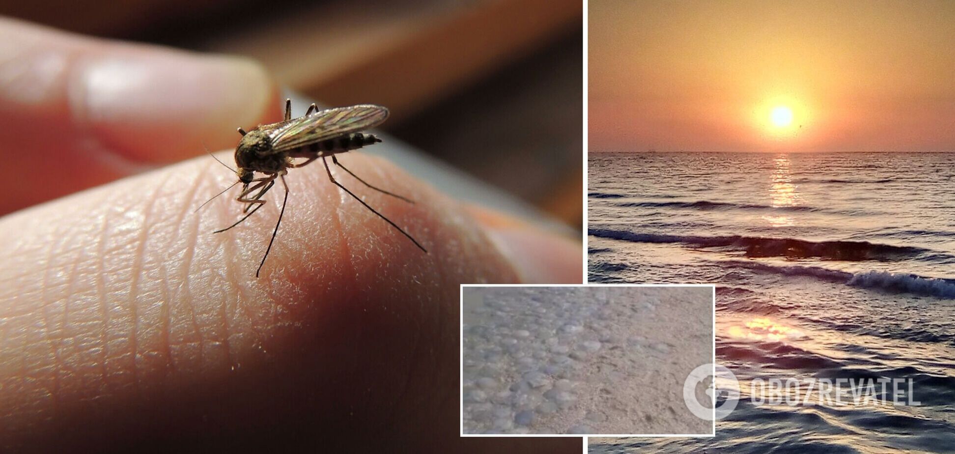 'Полчища' комаров и нашествие медуз: украинцы пожаловались на отдых на Азовском море. Видео
