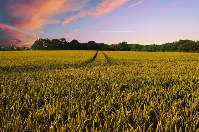 В Киевской области подорожают земельные участки