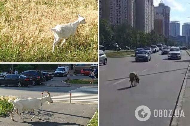В Киеве на Позняках стадо коз гуляло по проезжей части. Видео 'зоопарка'