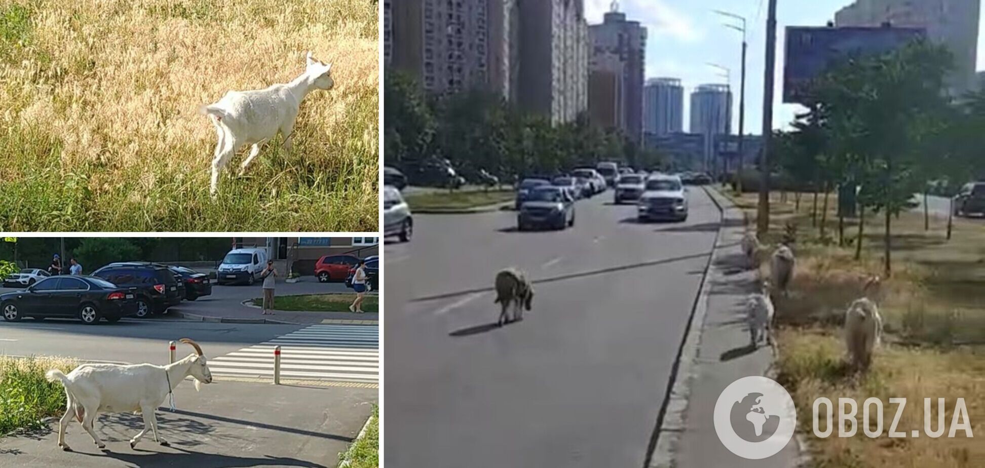 В Киеве на Позняках стадо коз гуляло по проезжей части. Видео 'зоопарка'