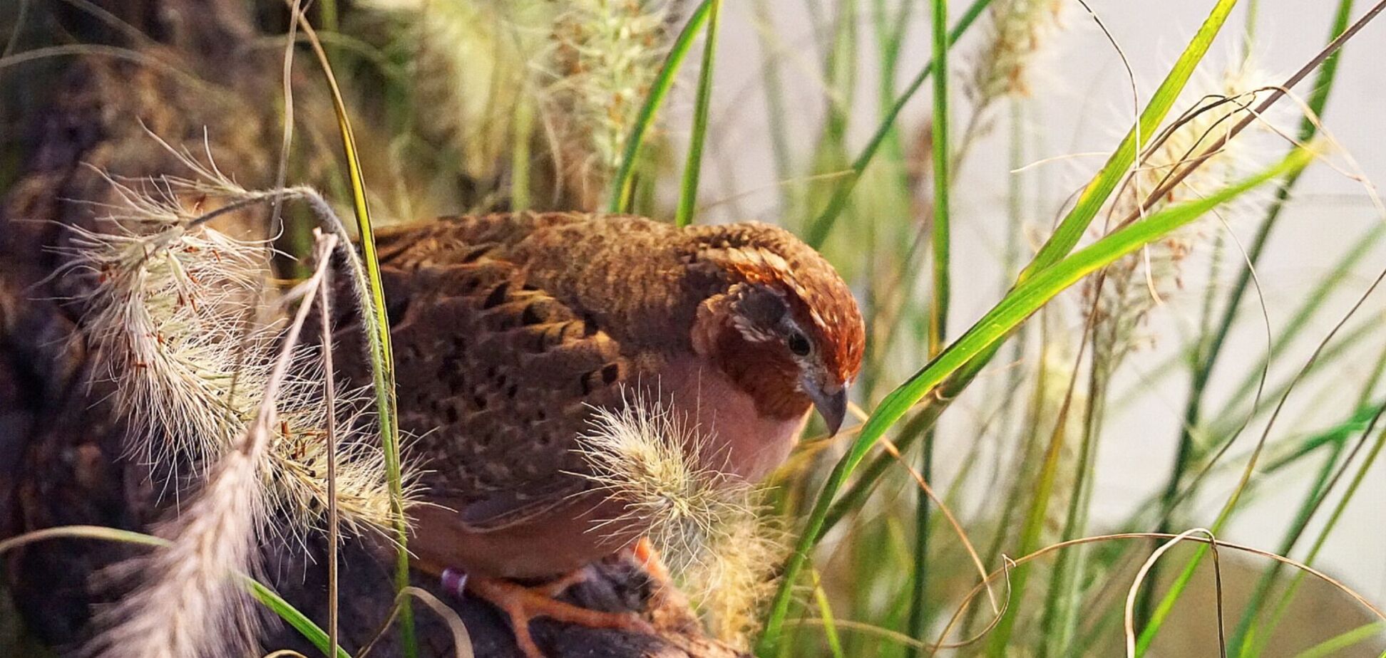 3 июля: праздник, приметы на Мефодия Перепелятника и именинники