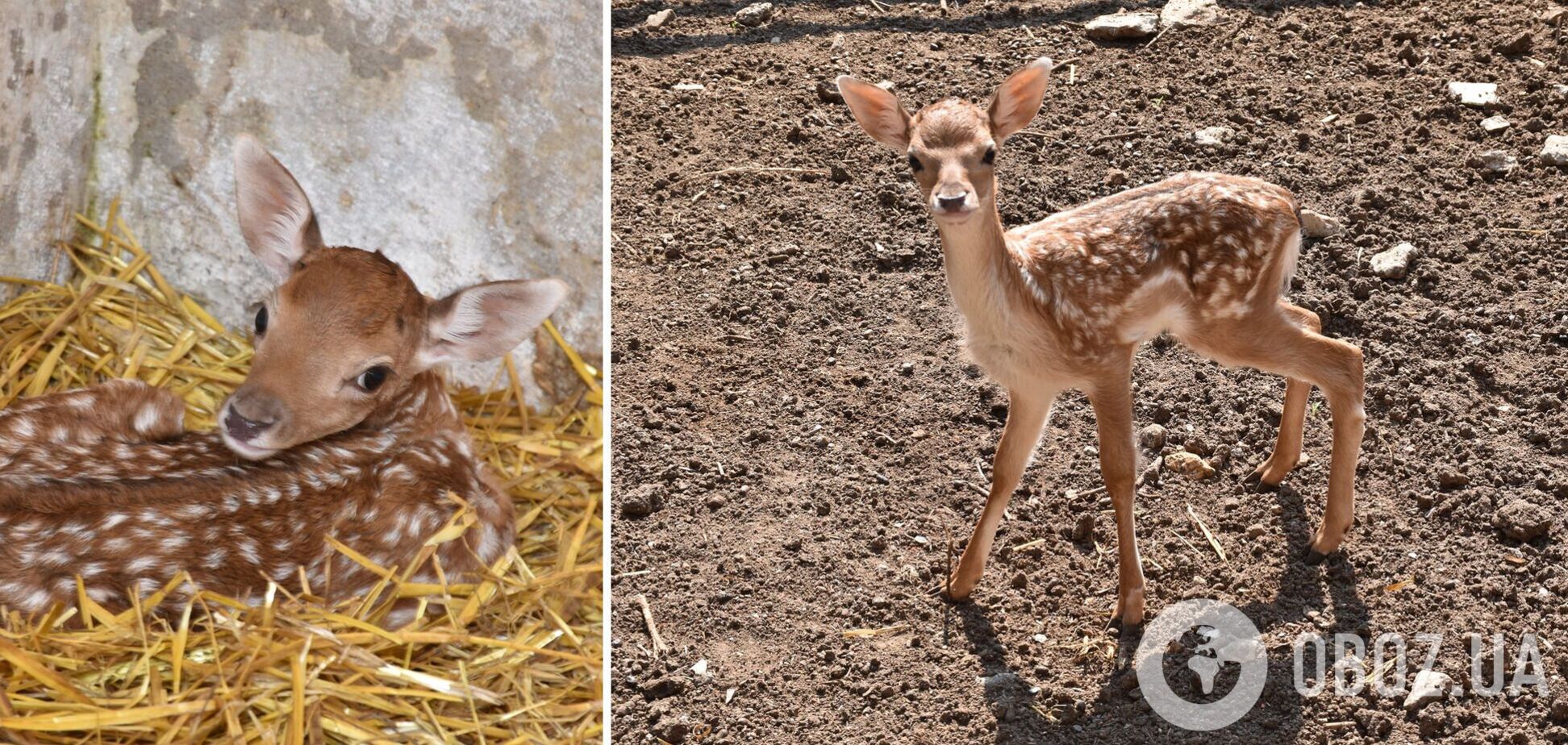 Ламы относится к семейству настоящих оленей