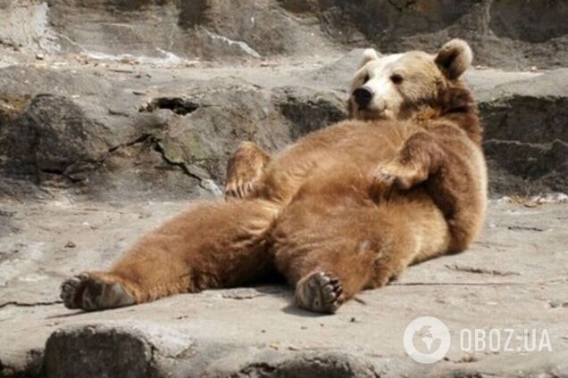 Животные заходят в гости без предупреждения