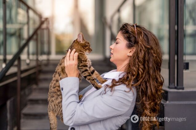 Кошки могут заразиться коронавирусом