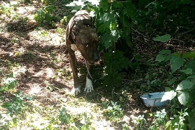 У Києві собаку прив'язали до дерева і кинули на спеці на пару днів. Фото