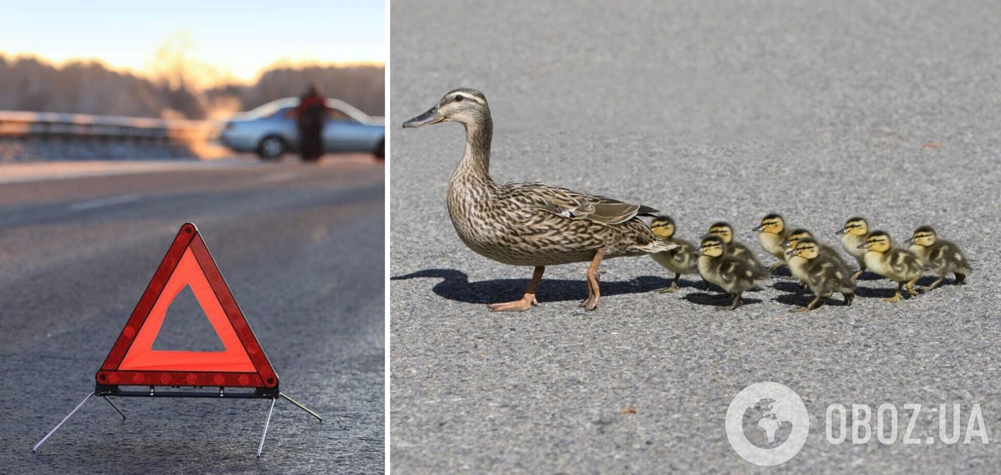 Выводок утят, переходивших через дорогу, спровоцировал масштабное ДТП с пострадавшими. Видео
