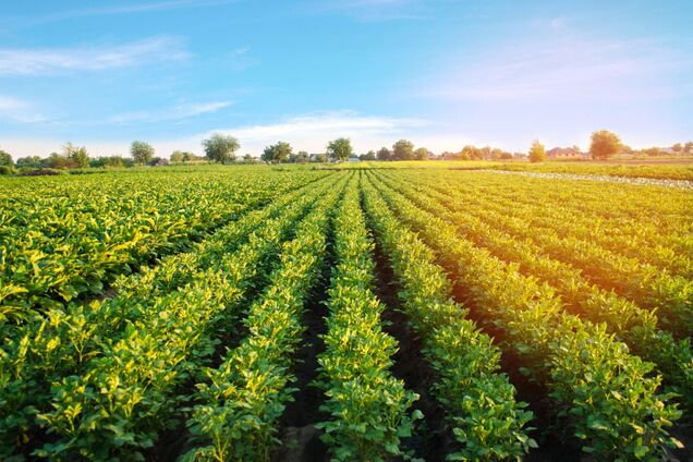 В Украине стартовала продажа земли