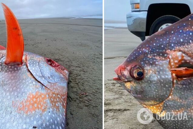 45-килограммовую рыбу необычного окраса нашли в США. Фото