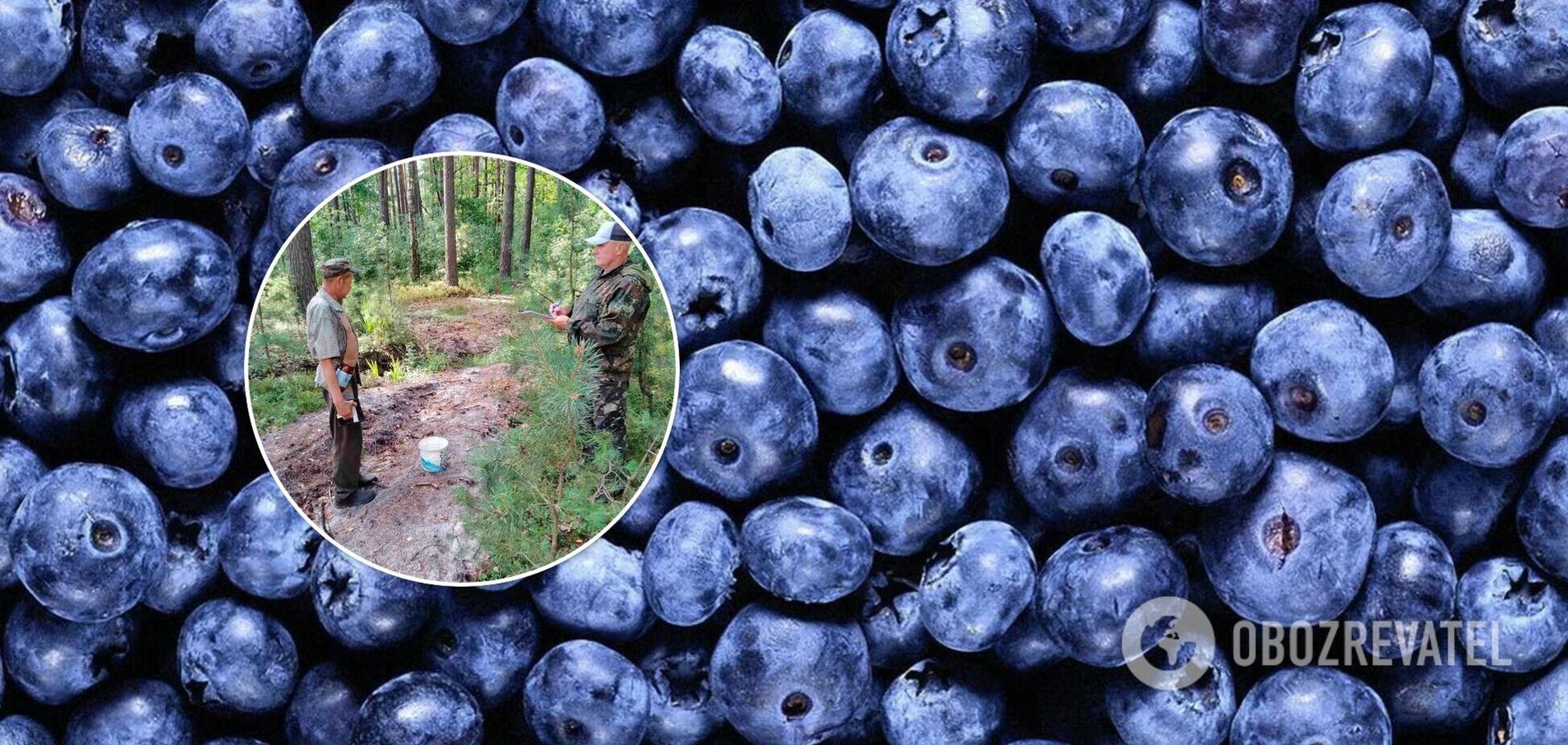 Как накажут за сбор черники