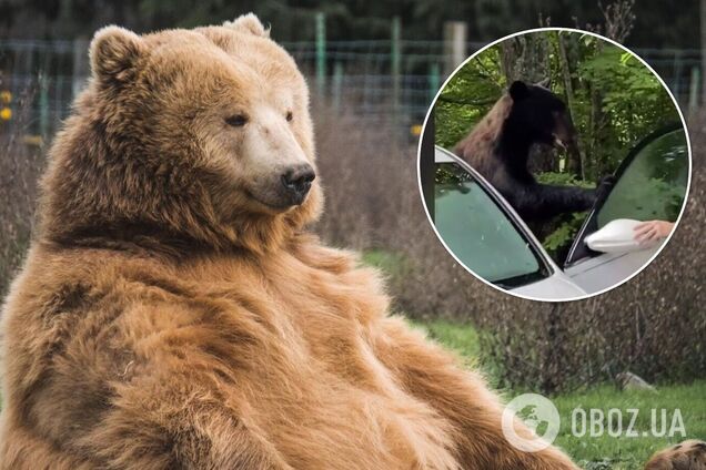 Бесстрашный водитель выманил медведя, севшего за руль его машины. Видео