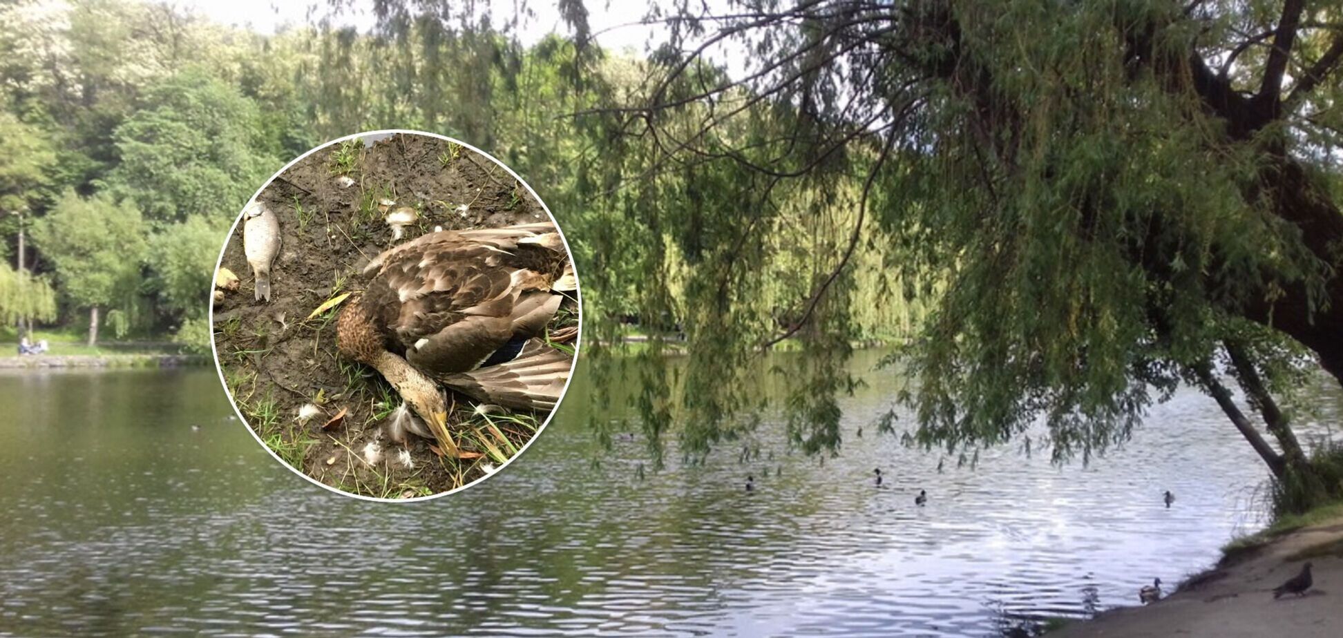 У Києві в одному з озер стався масовий мор качок і риби: що відомо. Фото