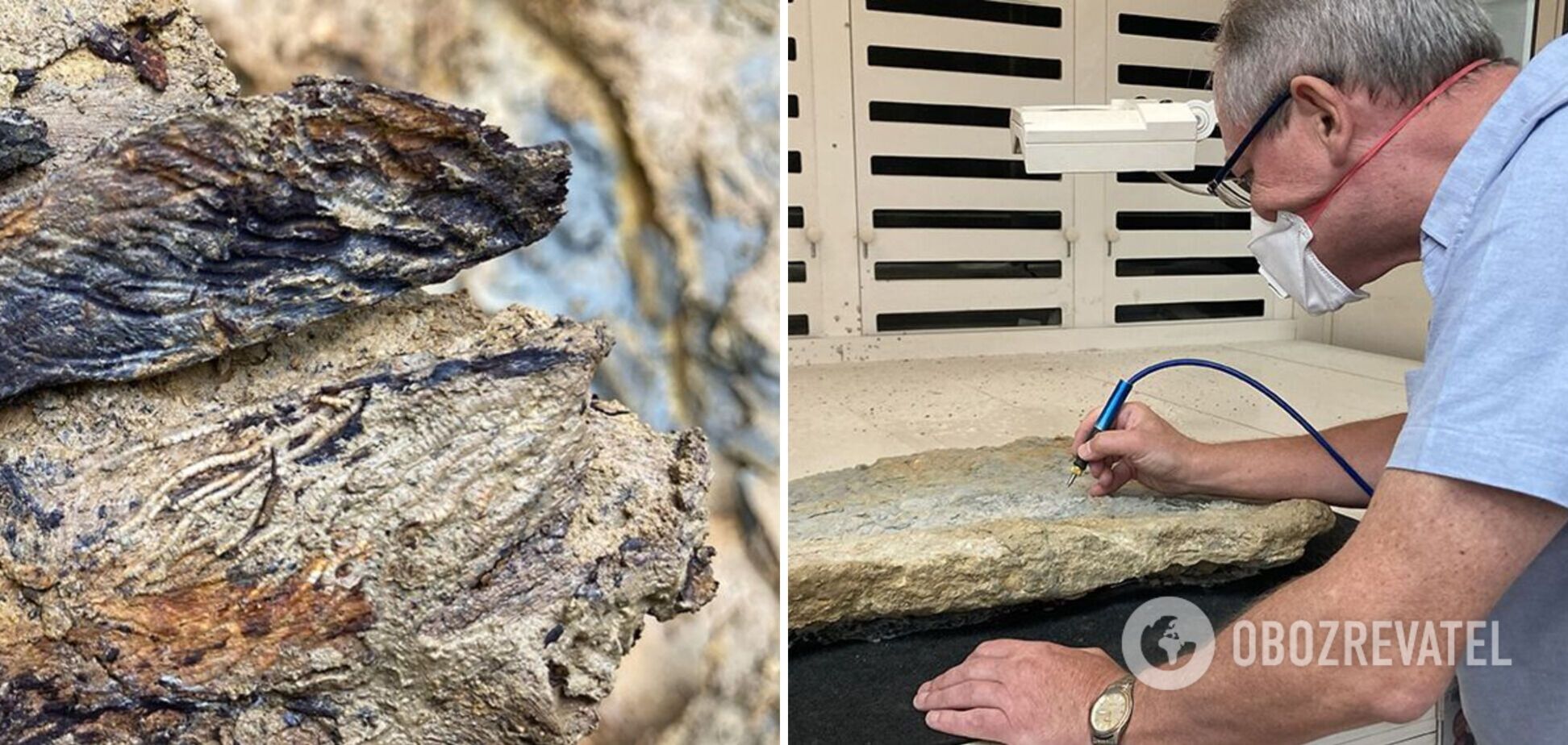 Археологи нашли окаменелости существ, живших 167 млн лет тому назад. Фото