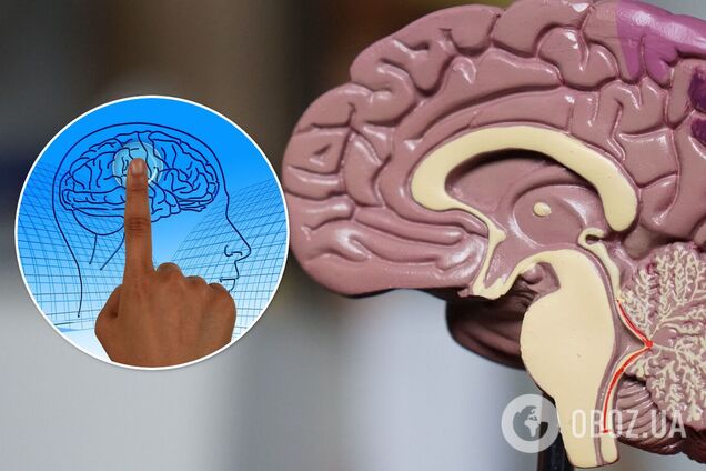 Всемирный день мозга празднуется 22 июля