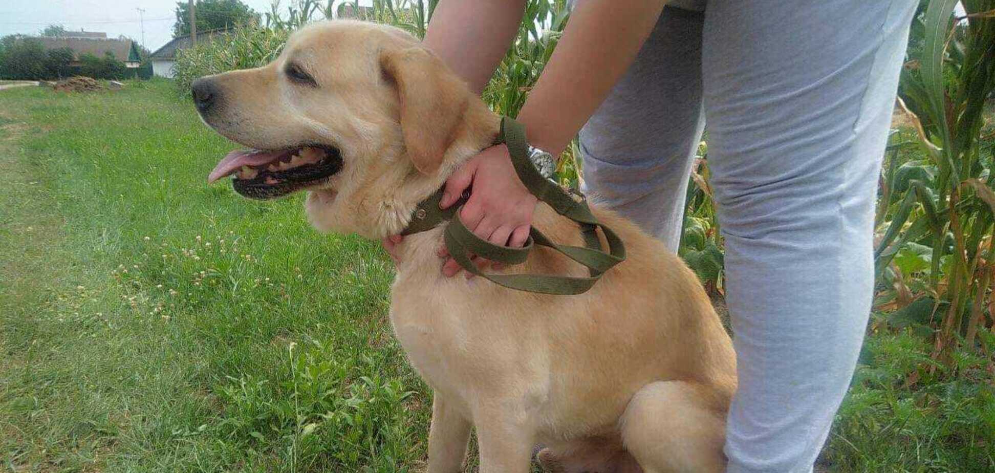 В Киеве лабрадор после 6 лет разлуки узнал своего хозяина: как нашли собаку. Видео